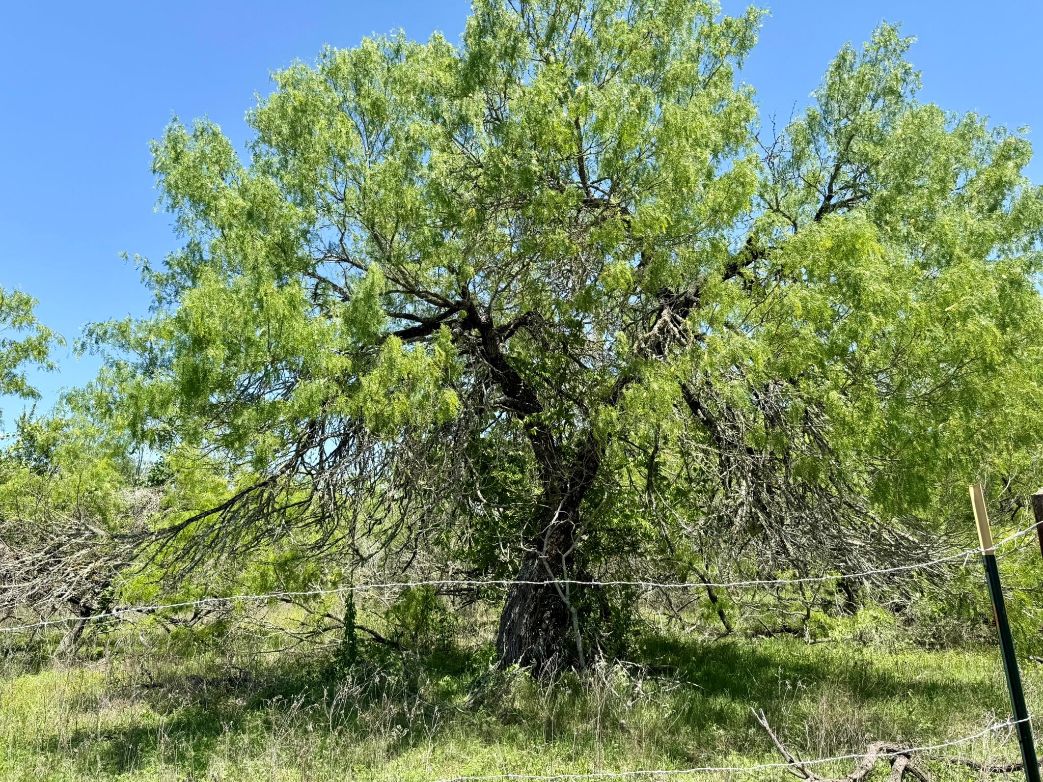 Tbd Acorn #3 Tx 78644