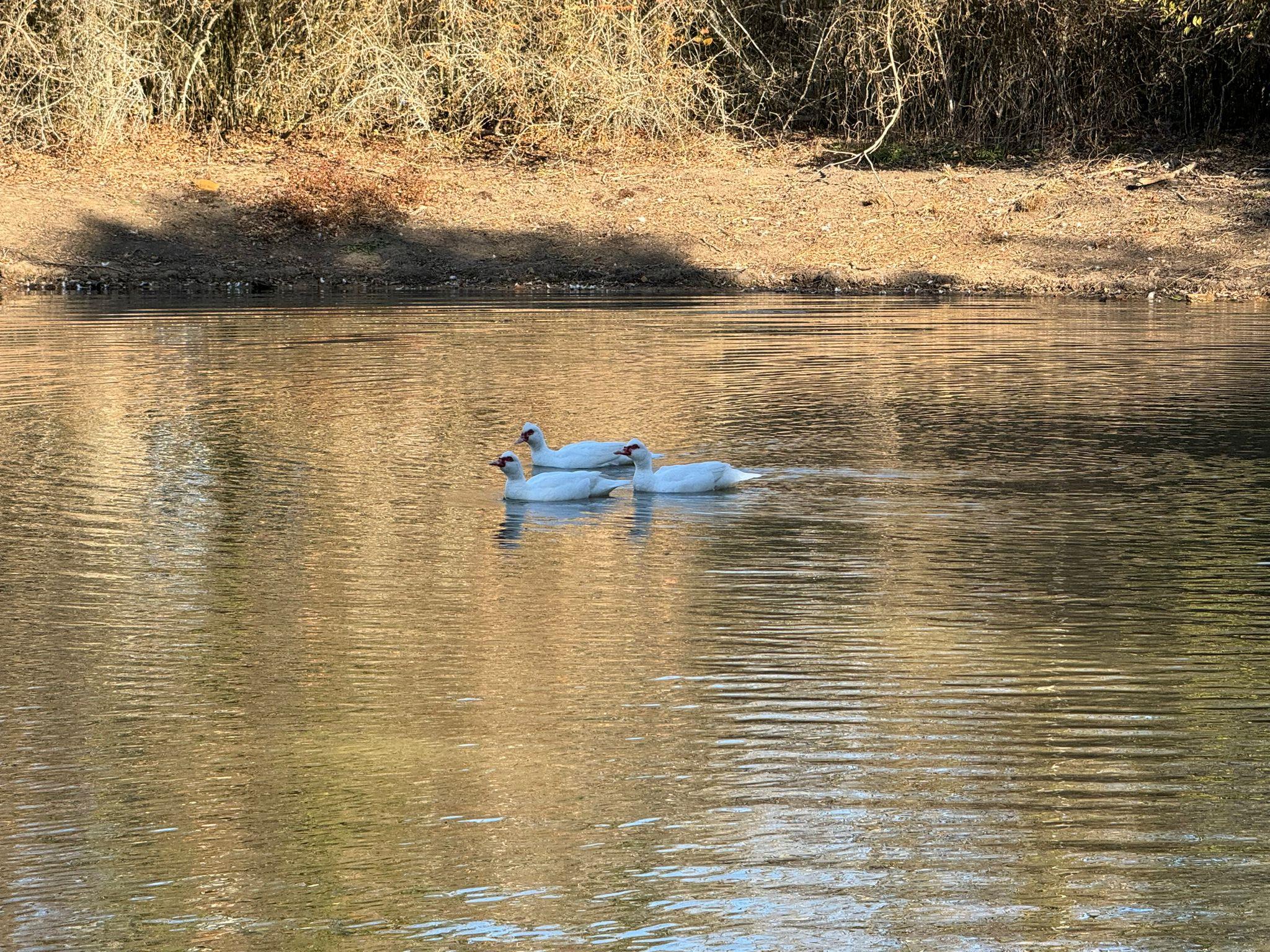 8405 Taylorsville Tx 78616