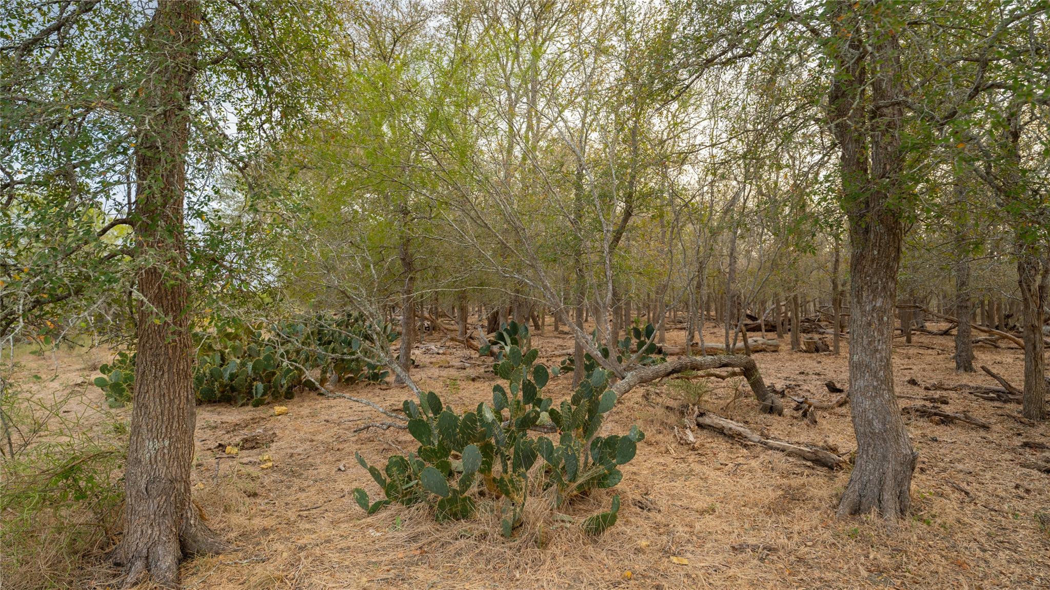 3980 (tract 5) Fm 3158 Tx 78616