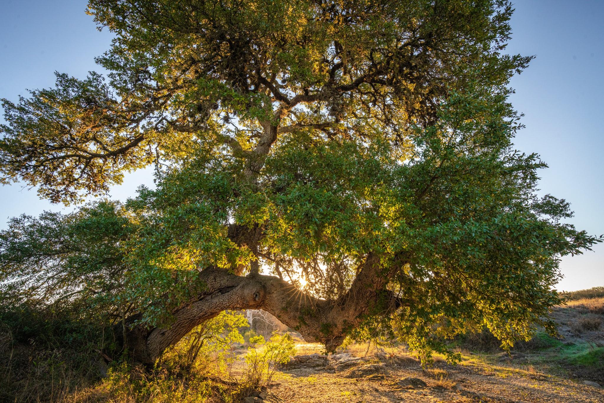 000 Ranch Road 12 Tx 78620