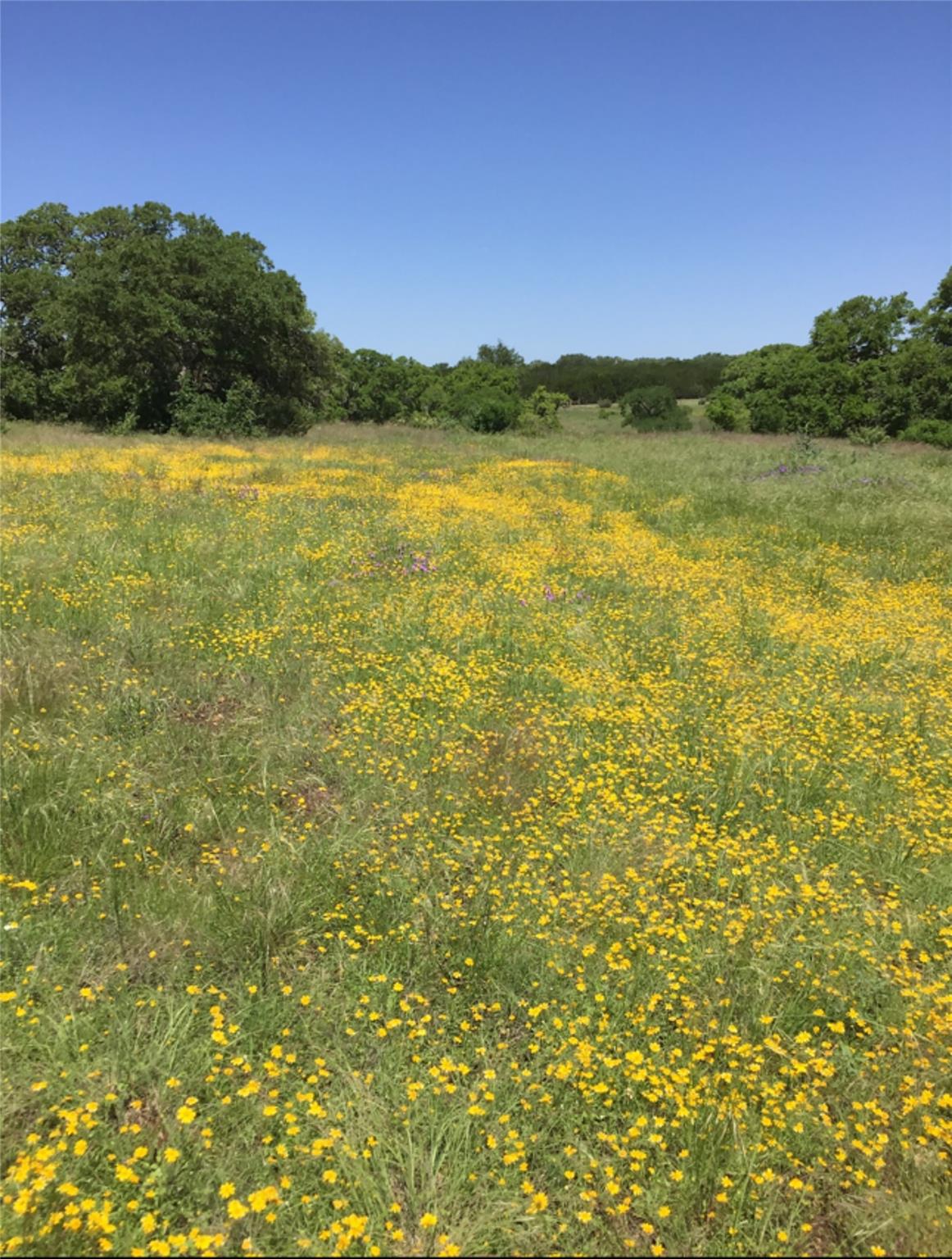 184 Moondance Tx 78676