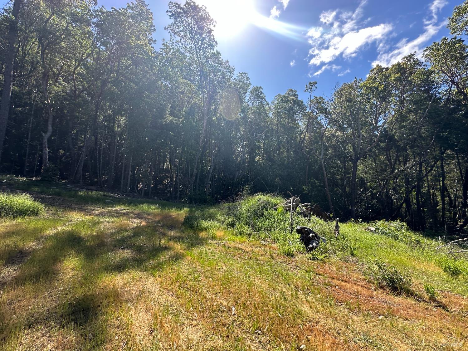 Little Dan Creek Road